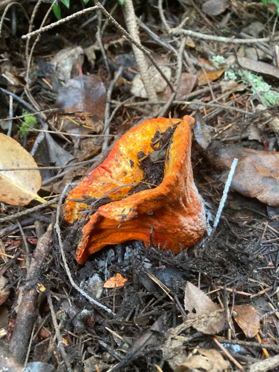 A lobster mushroom growing on a forest floor surrounded by soil and twigs and leaves 