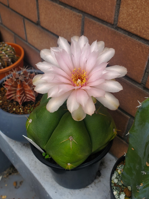 Blooming cactus